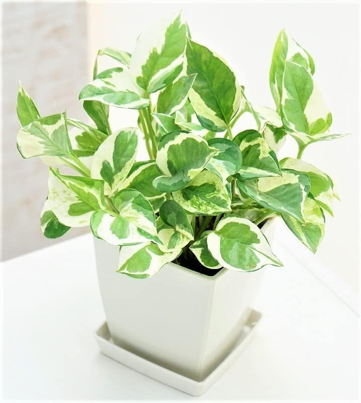 Amazon.co.jp: 観葉植物 ポトス エンジョイ スクエアプラ鉢 3.5